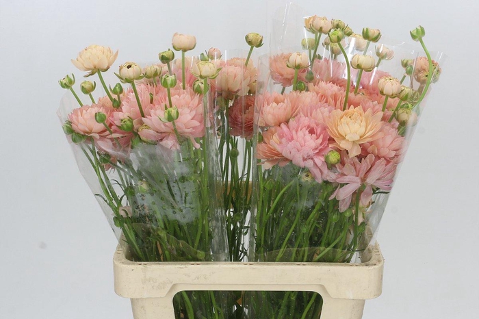 <h4>Ranunculus Moderna Star Riviera</h4>