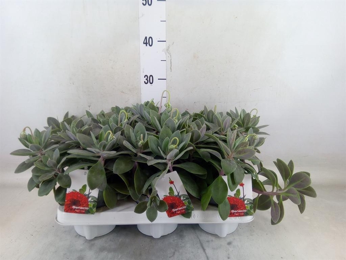 <h4>Senecio   ...</h4>