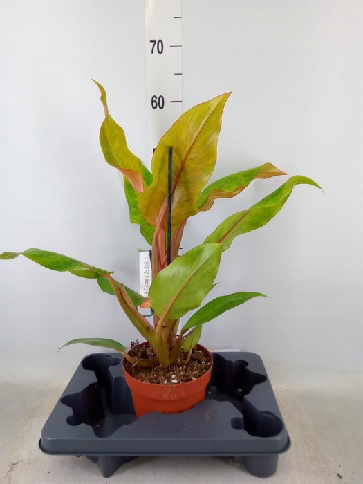 <h4>Philodendron ...</h4>