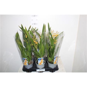 Oncidium Ov 2 Branches