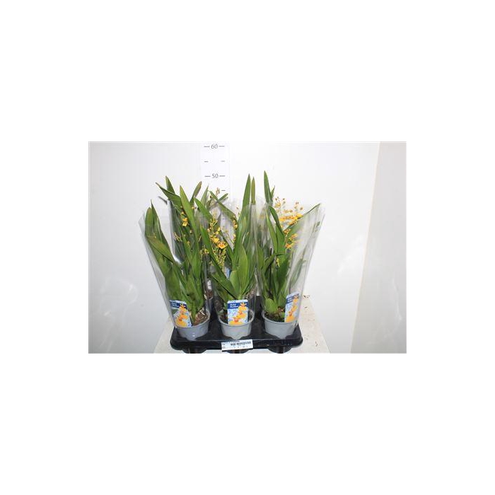 <h4>Oncidium Ov 2 Branches</h4>