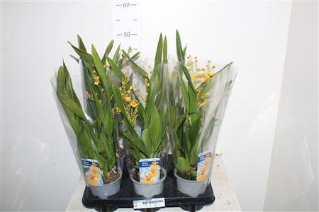 <h4>Oncidium Ov 2 Branches</h4>
