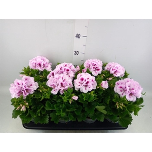 Pelargonium gran.   ..