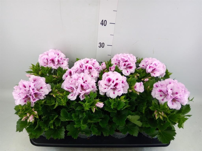 <h4>Pelargonium gran.   ..</h4>