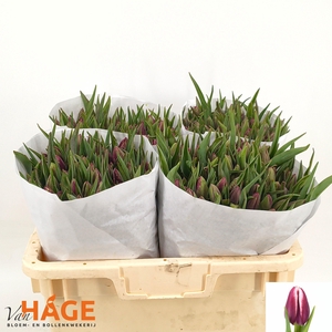 TU EN BOLROYAL DREAM