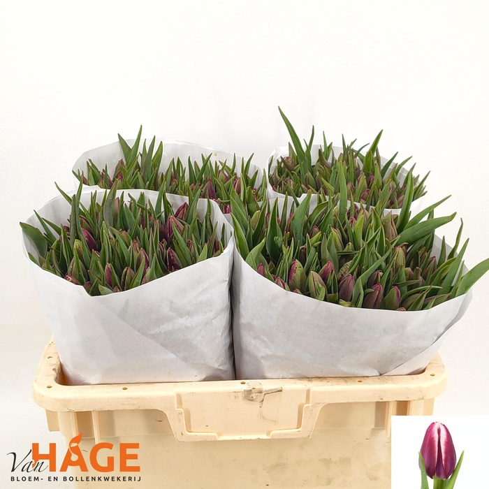 <h4>TU EN BOLROYAL DREAM</h4>