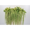 Amaranthus caudatus 'Viridis'