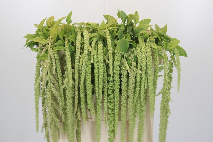 Amaranthus caudatus 'Viridis'