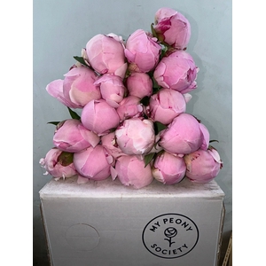 Paeonia Sarah Bernhardt