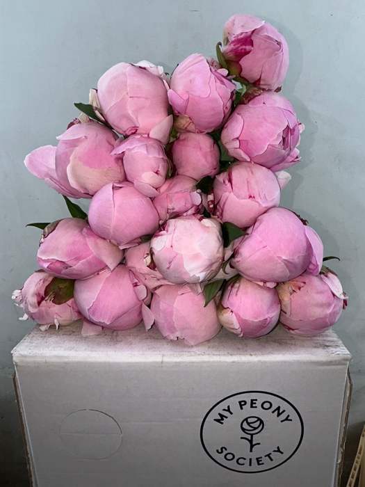 Paeonia Sarah Bernhardt