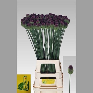 Allium Sphaerocephal