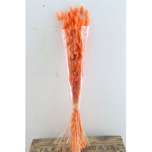 Dried Lagurus Salmon Bunch