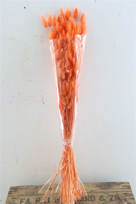 <h4>Dried Lagurus Salmon Bunch</h4>