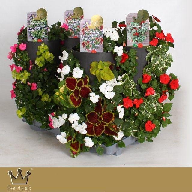 <h4>Plantmix Wanderella - MIXTRAY</h4>