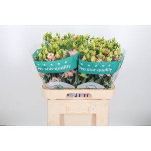 Eus G Alissa L Apric