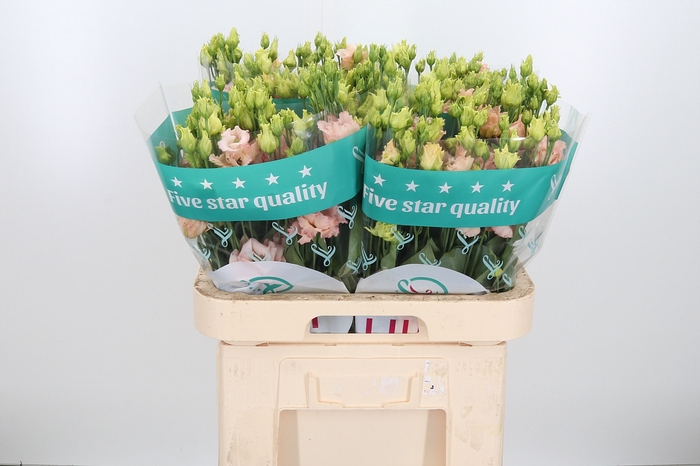 <h4>Eus G Alissa L Apric</h4>