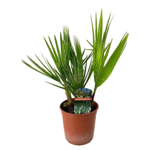 Washingtonia robusta