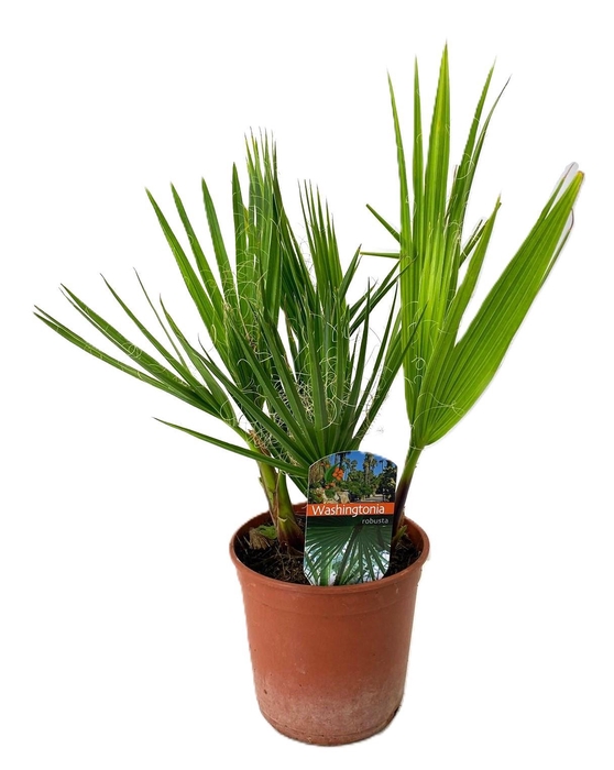<h4>Washingtonia robusta</h4>