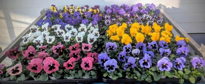 <h4>VIO WI DELTA GEM</h4>