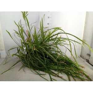 Rhipsalis   ...