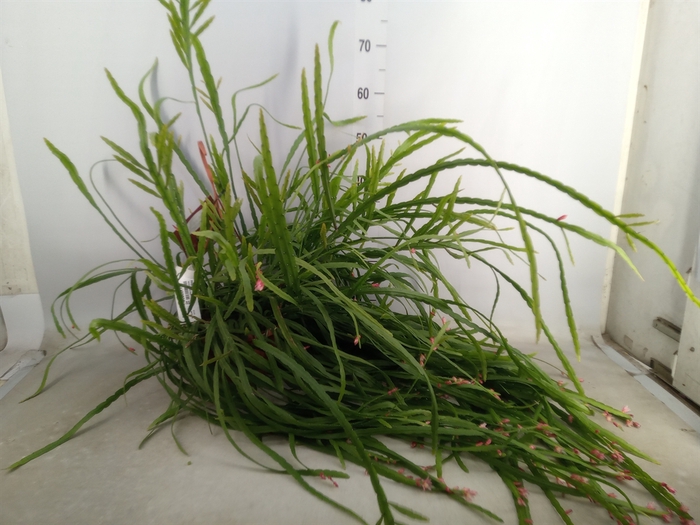 <h4>Rhipsalis   ...</h4>