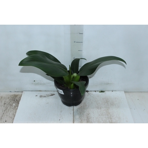 PHILODENDRON PACOVA P20