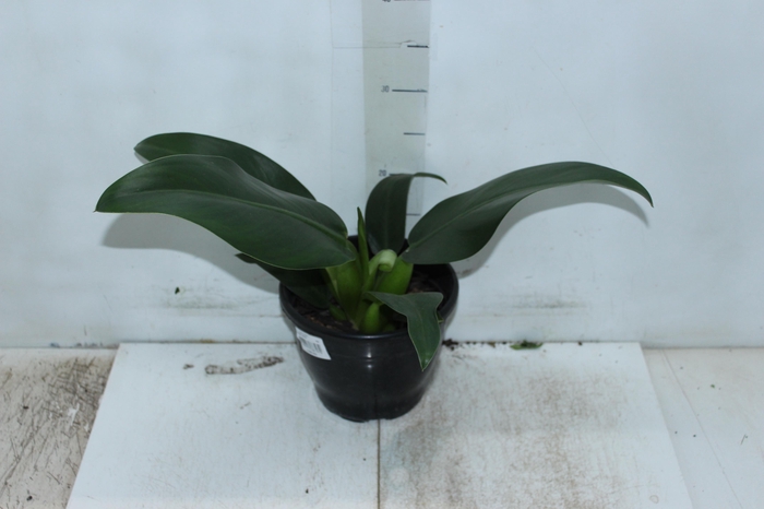 <h4>PHILODENDRON PACOVA P20</h4>