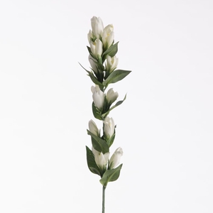 Af Gentiana L66cm White