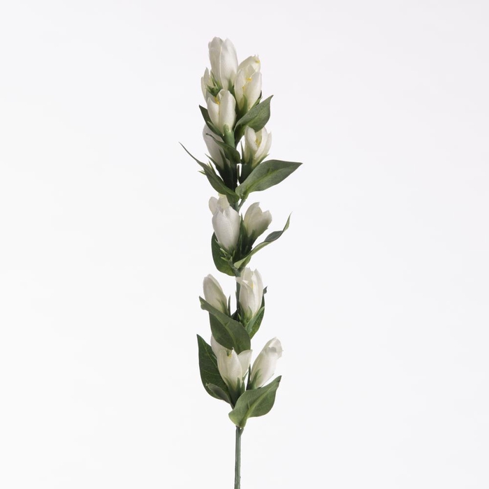 <h4>Af Gentiana L66cm White</h4>