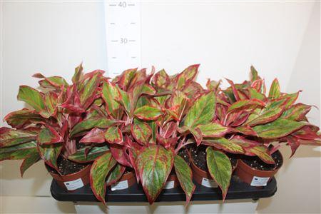 <h4>Aglao Crete</h4>