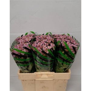 Chr S Aaa Doria Pink