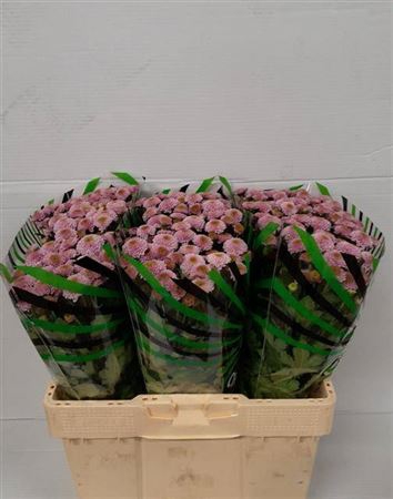 <h4>Chr S Aaa Doria Pink</h4>