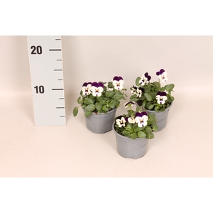 (X) Viola cornuta F1 Cuty