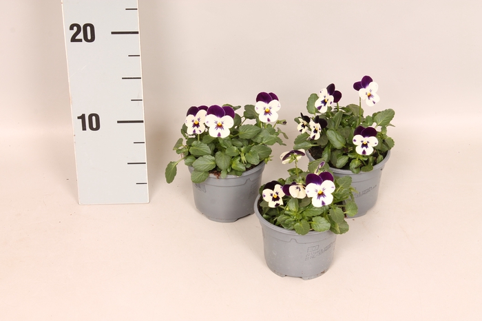 (X) Viola cornuta F1 Cuty