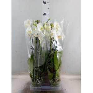 Phalaenopsis  'Ant Nottingham'
