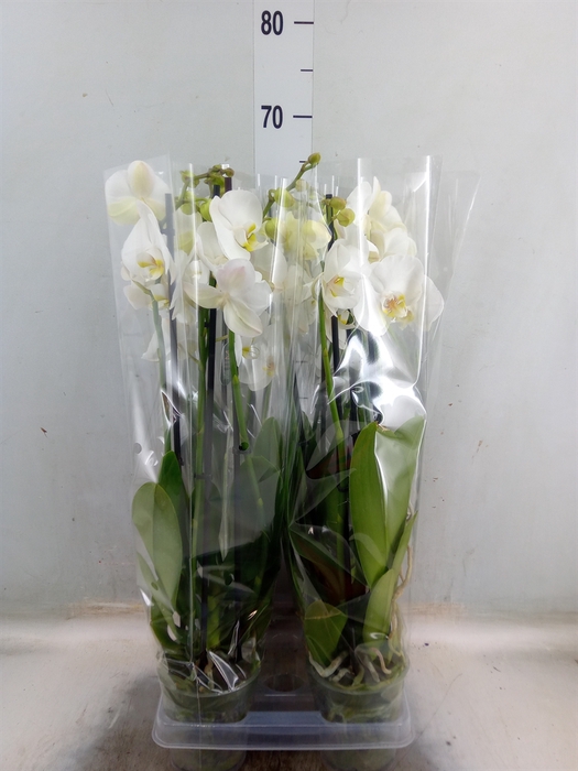 <h4>Phalaenopsis  'Ant Nottingham'</h4>