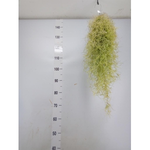 Tillandsia usneoides