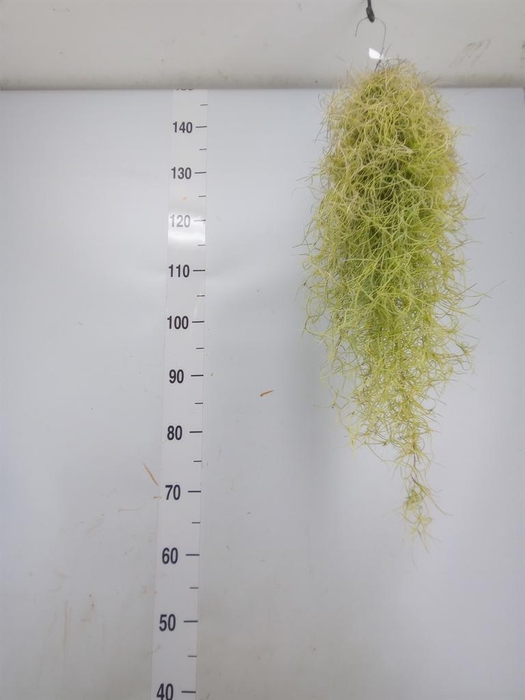 <h4>Tillandsia usneoides</h4>