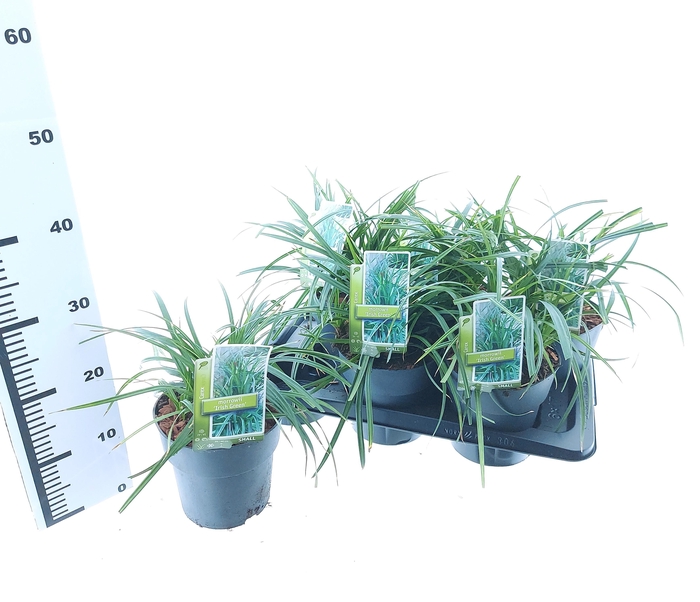 <h4>Carex morrowii 'Irish Green'</h4>