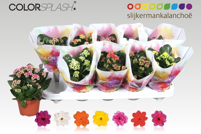 <h4>KAL GE GEM 7 KL</h4>