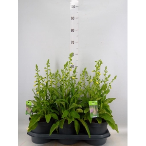 Digitalis purp. 'Hanabee White'