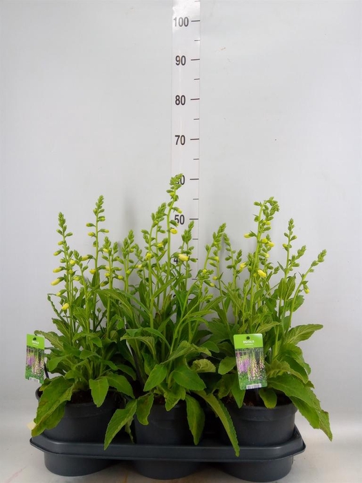 Digitalis purp. 'Hanabee White'