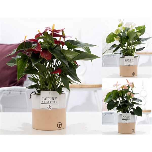 <h4>Anthurium mix in P&PURE Rosy ceramics</h4>