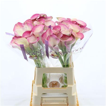 <h4>Calla Denver | Dubbelbloemig</h4>