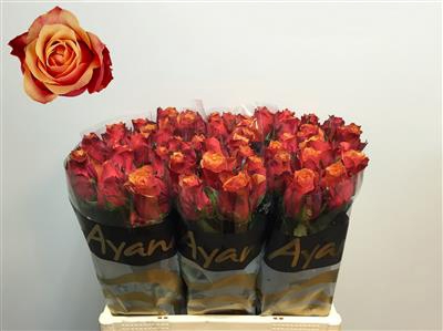 R Gr Cherry Brandy Ec