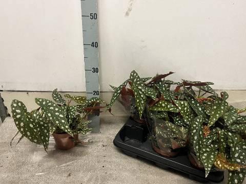 <h4>BEG MA WIGHTII</h4>