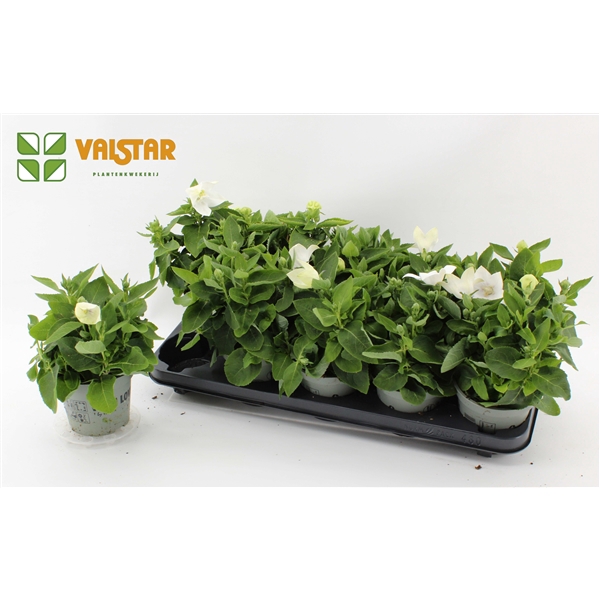 <h4>Platycodon 12cm astra Wit</h4>