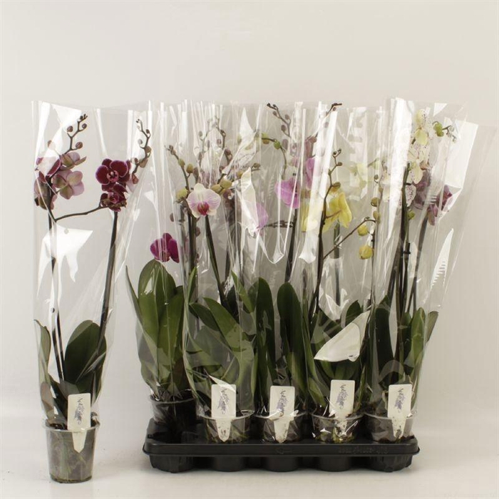 <h4>PHAL GEM 6 KL</h4>