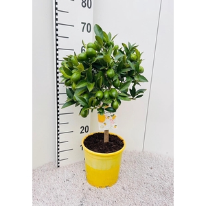 Citrus floridana Limon stem
