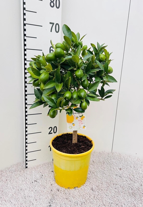 <h4>Citrus floridana Limon stem</h4>